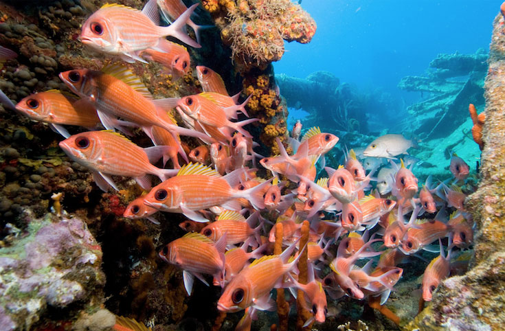 RMS Rhone wreck