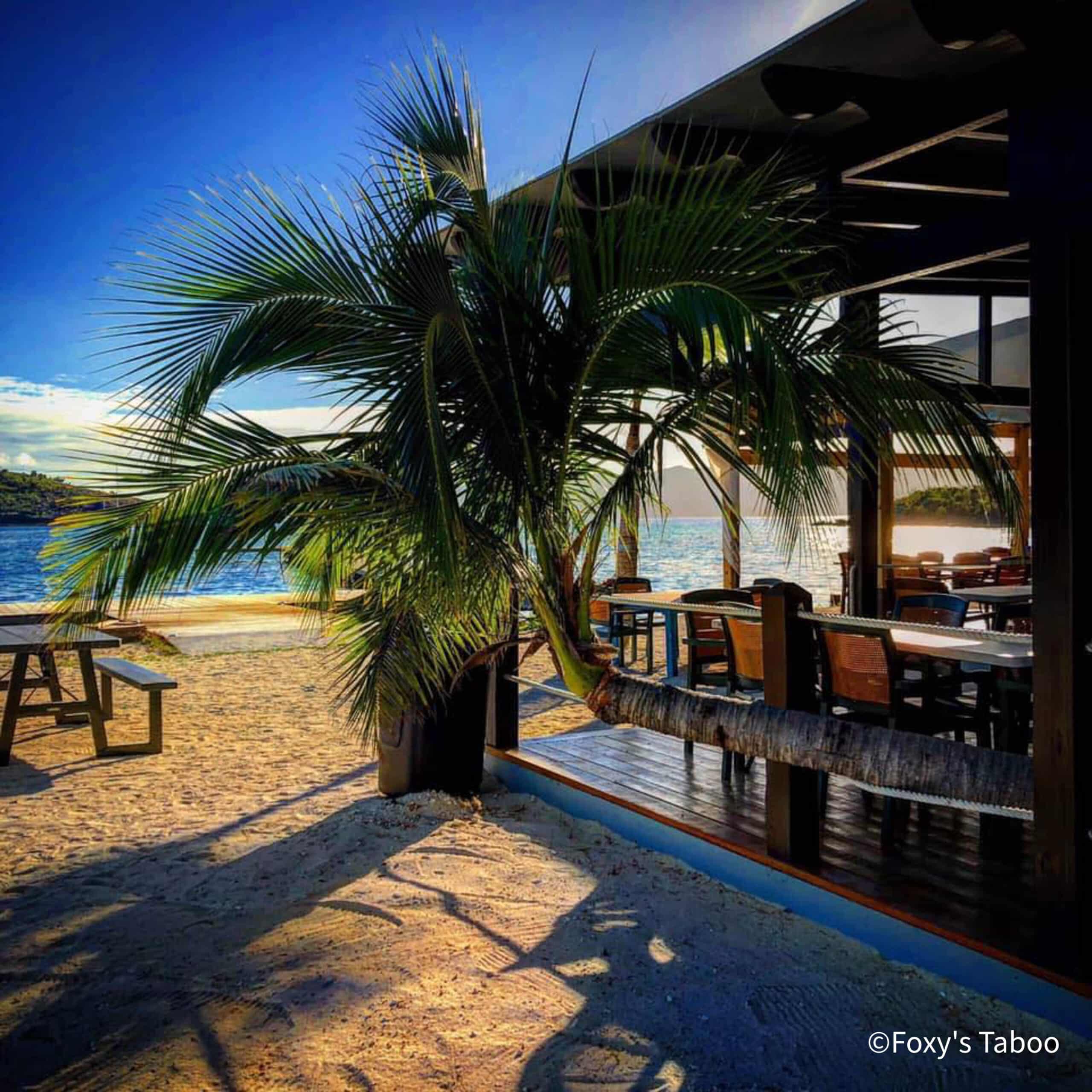 Coconut Tree growing horizontally along side dining area at Foxys Taboo, Jost Van Dyke, BVI